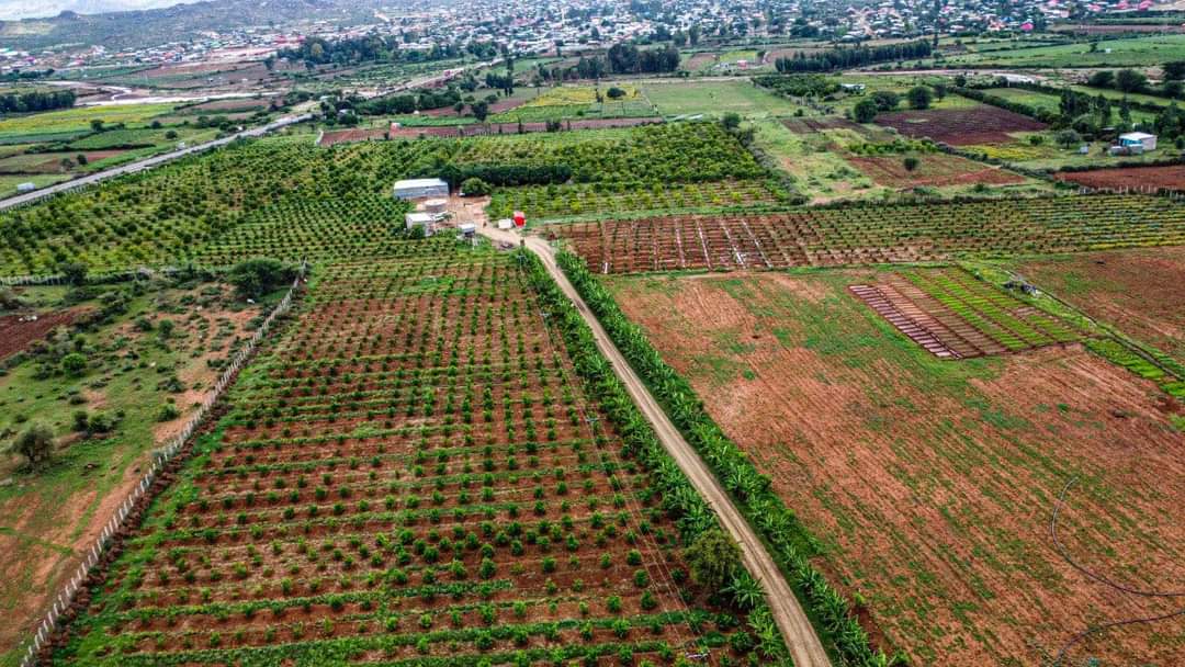 Agriculture